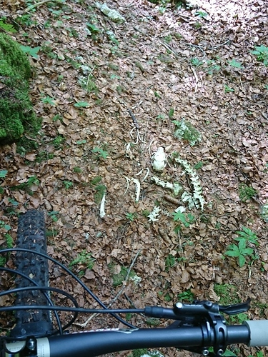 DSC_3071_copy_979x1305