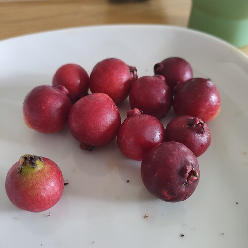 17613966396131144715860062234687