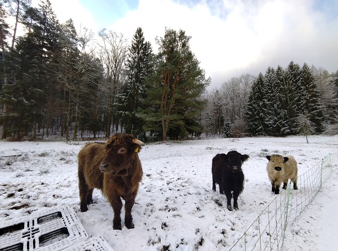 IMG_20260103_110412636